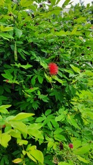 Calliandra tergemina