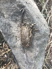 Acronyctodes mexicanaria