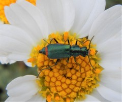 Malachius australis