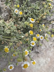 Perityle socorrosensis