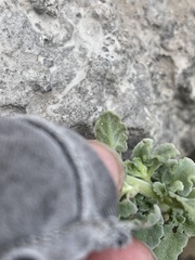 Perityle socorrosensis