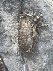 Acronyctodes mexicanaria