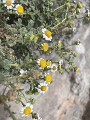 Perityle socorrosensis