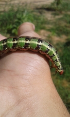 Hyles euphorbiarum
