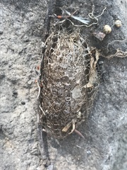 Acronyctodes mexicanaria