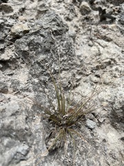 Bulbostylis nesiotica