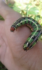 Hyles euphorbiarum