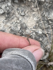 Bulbostylis nesiotica