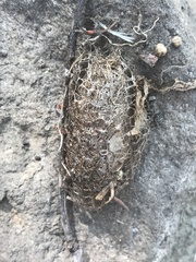 Acronyctodes mexicanaria