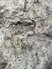 Bulbostylis nesiotica