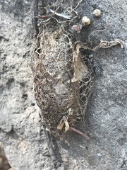 Acronyctodes mexicanaria