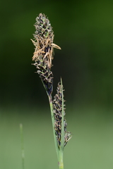 Carex hartmanii