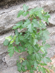 Toxicodendron radicans verrucosum