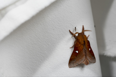 Somadasys catacoides