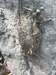 Acronyctodes mexicanaria