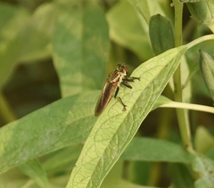 Cophinopoda