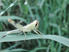 Nomadacris septemfasciata