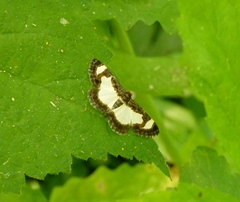 Heliomata cycladata