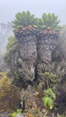 Dendrosenecio