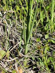 Rhynchospora latifolia
