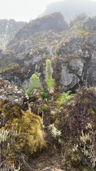 Dendrosenecio