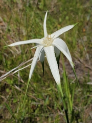 Rhynchospora latifolia