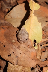 Physalaemus nattereri