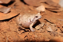 Physalaemus nattereri