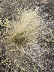 Aristida tenuifolia
