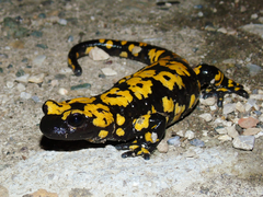 Near-Eastern Fire Salamander photo 2