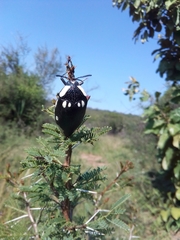 Sternocera orissa orissa