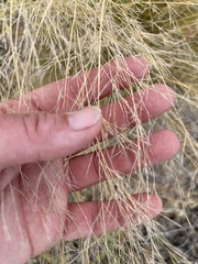 Aristida tenuifolia