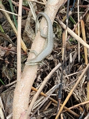 Trachylepis thomensis