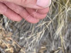 Aristida tenuifolia