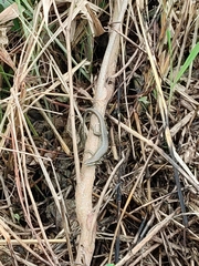 Trachylepis thomensis