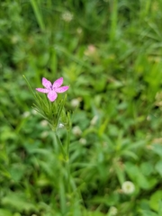 Dianthus armeria
