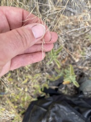 Aristida tenuifolia