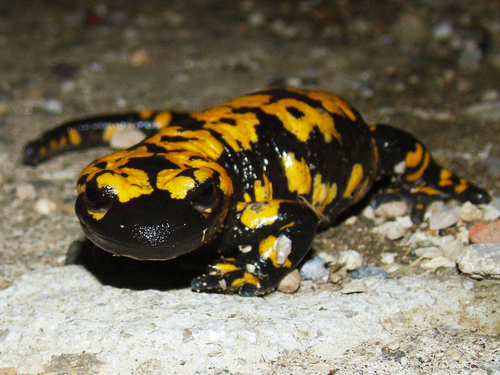 Near Eastern Fire Salamander