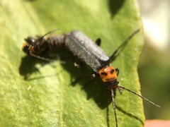 Cyrtomoptera