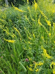 Melilotus officinalis