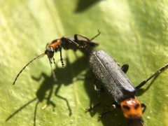 Cyrtomoptera