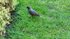 Sturnus vulgaris
