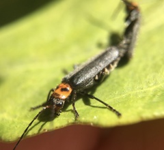 Cyrtomoptera