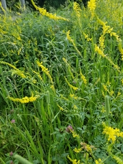 Melilotus officinalis