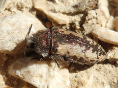 Acmaeodera pilosellae