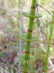 Equisetum pratense image