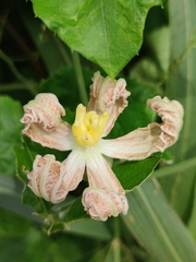 Lagenaria breviflora image