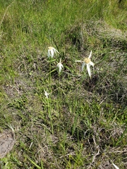 Rhynchospora latifolia