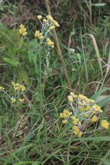 Helichrysum natalitium