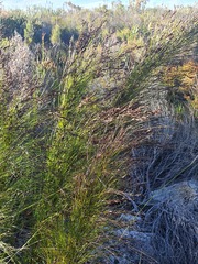 Elegia capensis
